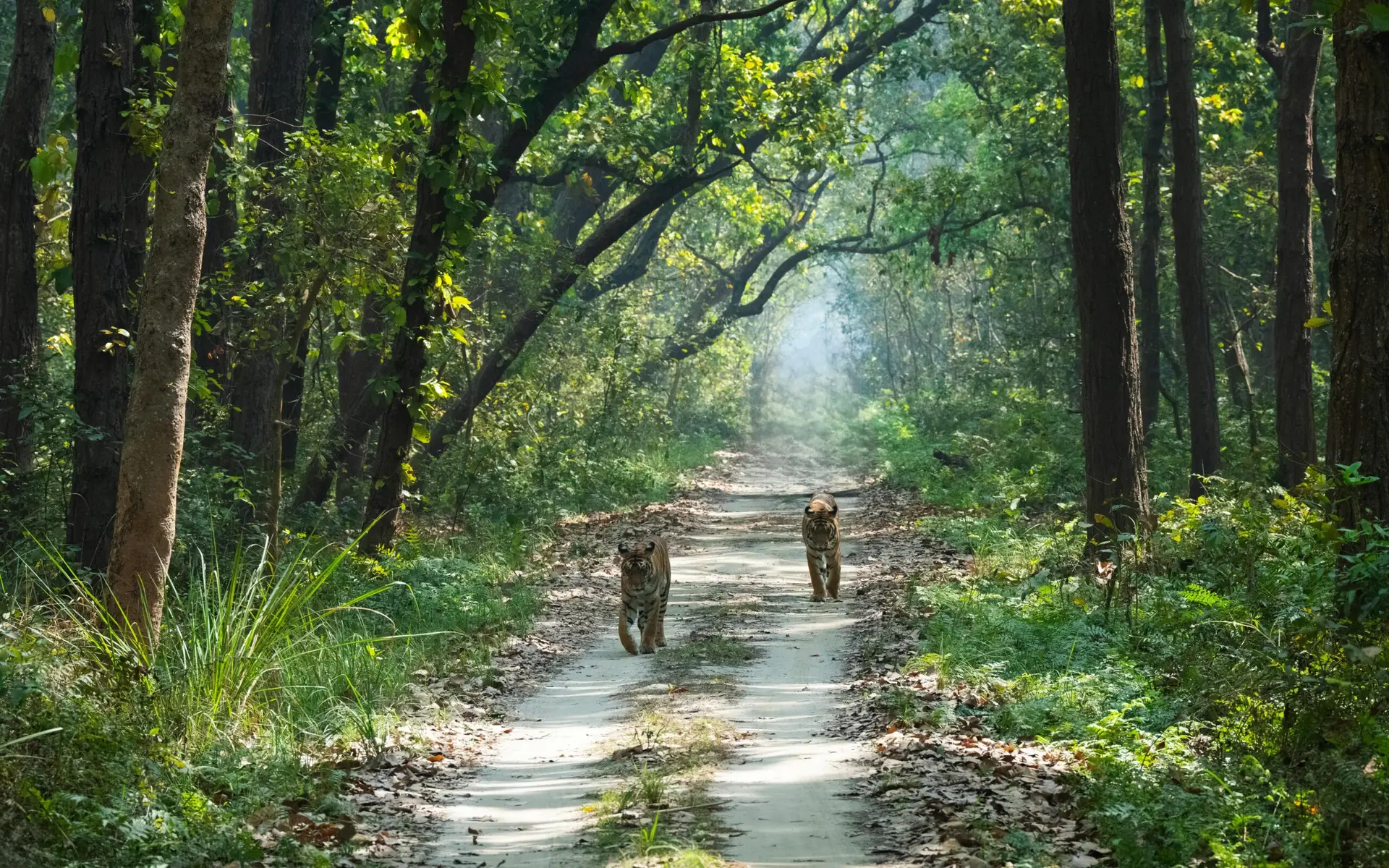 Individuals & Families Two tigers walk along a forest trail, surrounded by lush greenery and sunlight filtering through the trees.